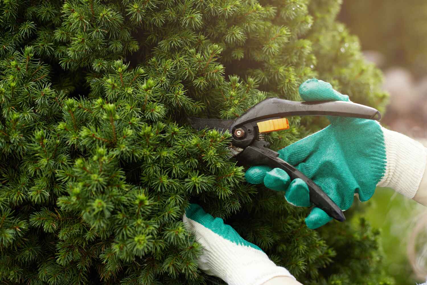 Best Local Tree Services  in Leisure City, FL